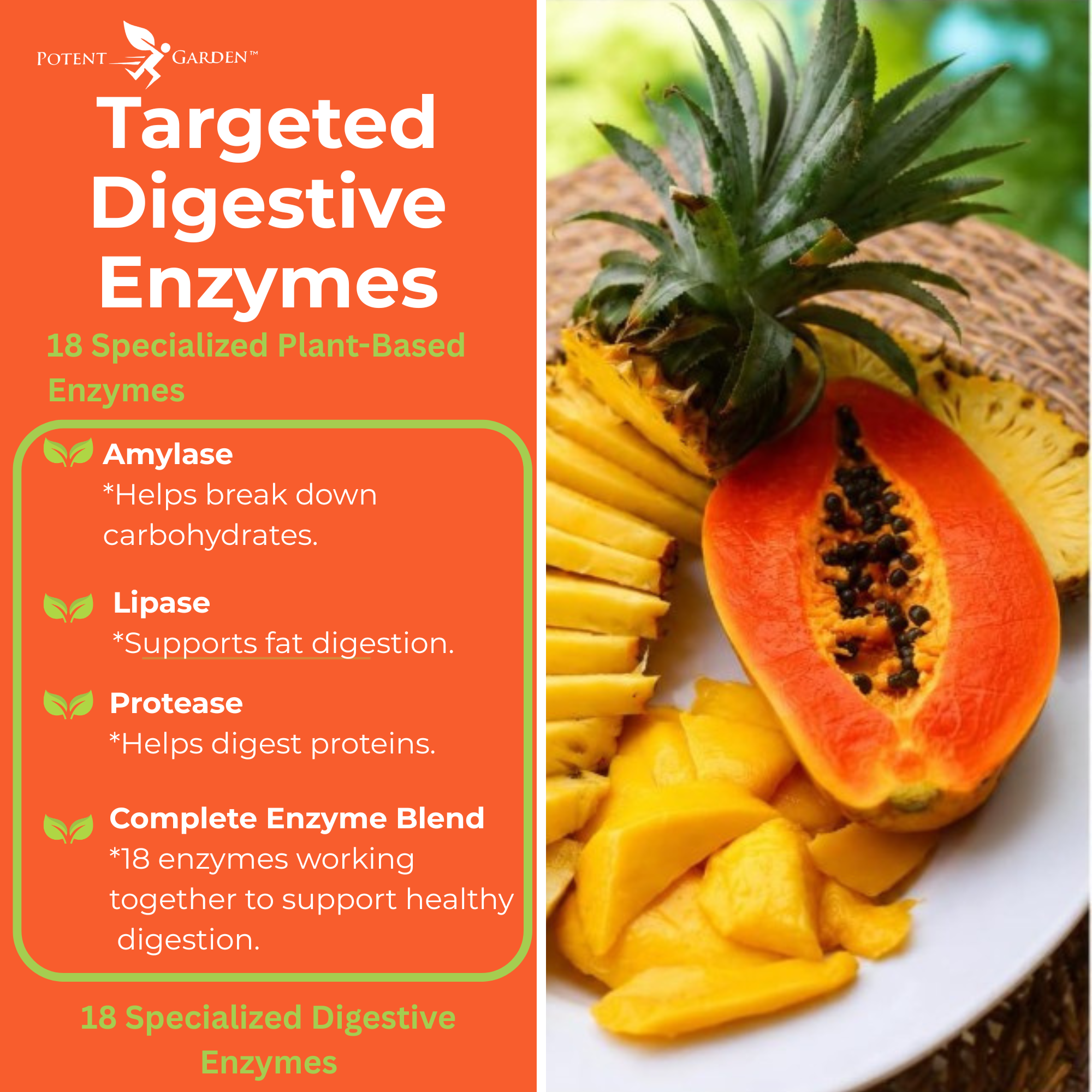 Digestive Enzymes Supplement | Potent Garden
