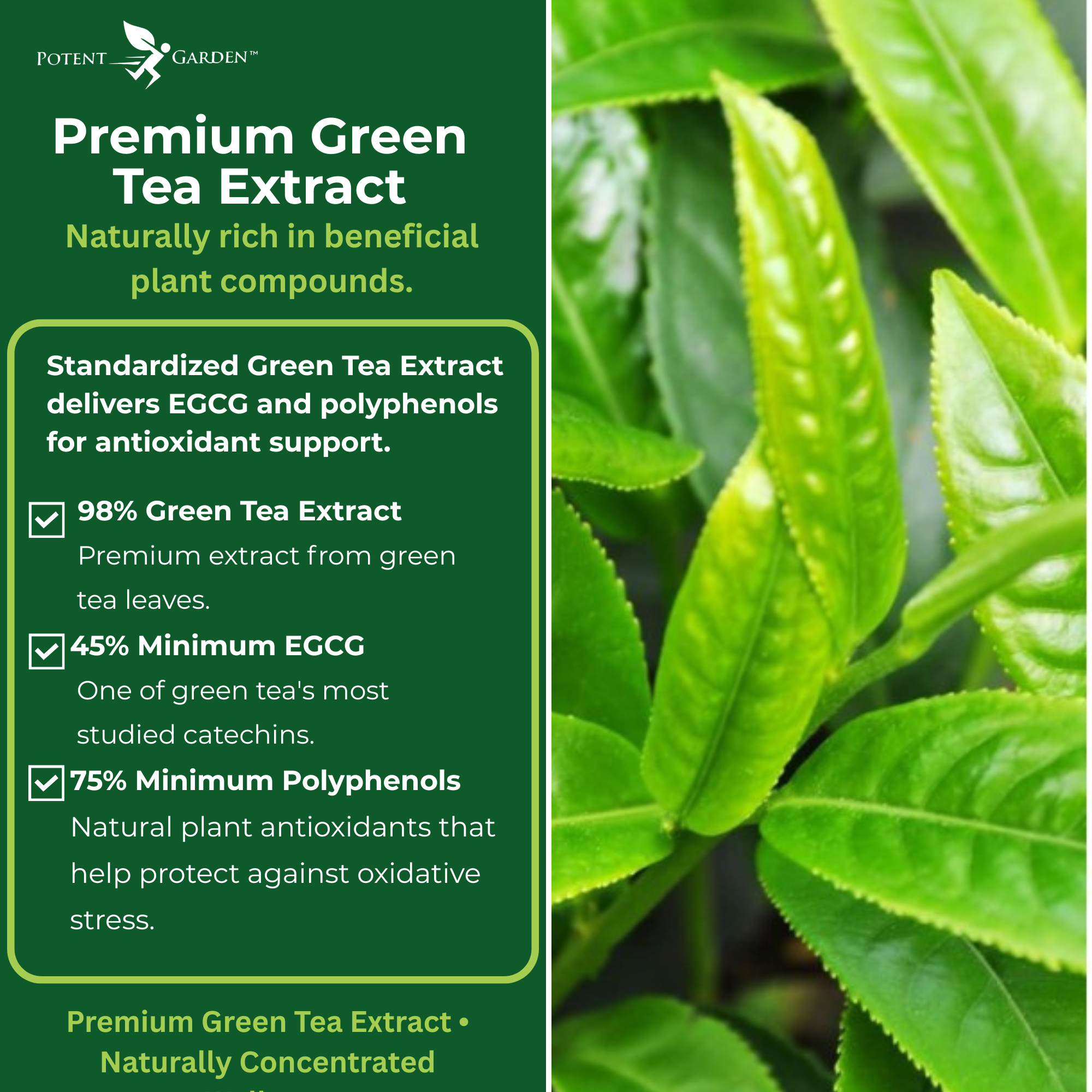 Green Tea Extract | Potent Garden